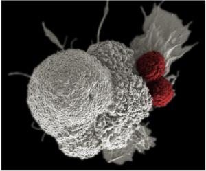 Smart maneuver: Epstein-Barr virus hijacks ho EurekAlert!