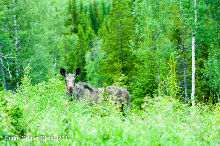 Browsing by moose can strongly affect carbon cycling
