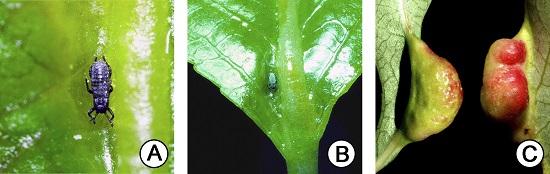 Pemphigus Betae Aphid Inducing a Gall on <i>Populus angustifolia</i> Leaves