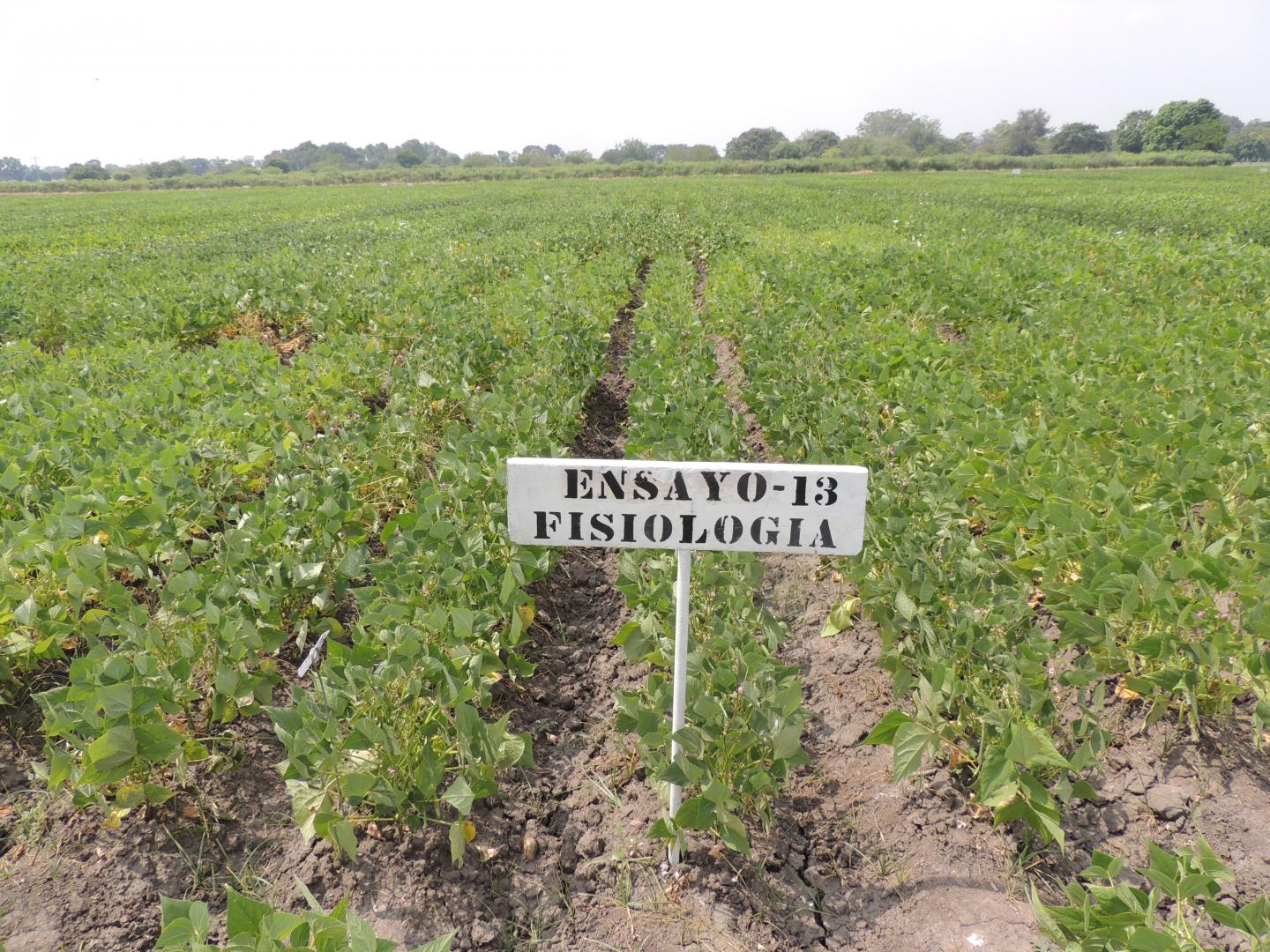 Experimental Bean Plantations 