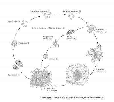 <i>Hematodinium</i> Life Cycle