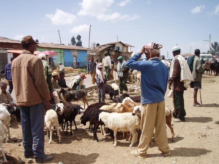 Sheep Farmers in Ethiopia