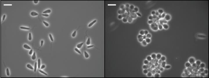 Two Ways that a Parasite Can Grow and Spread