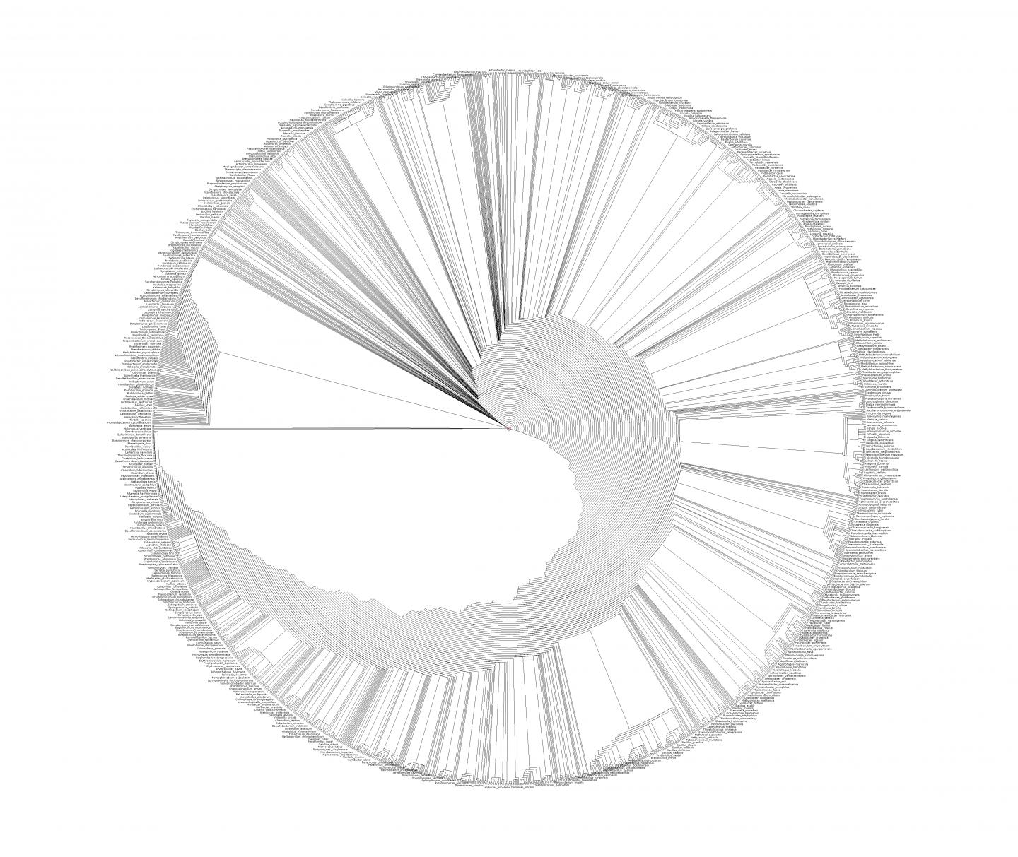 The Consensus Supertree