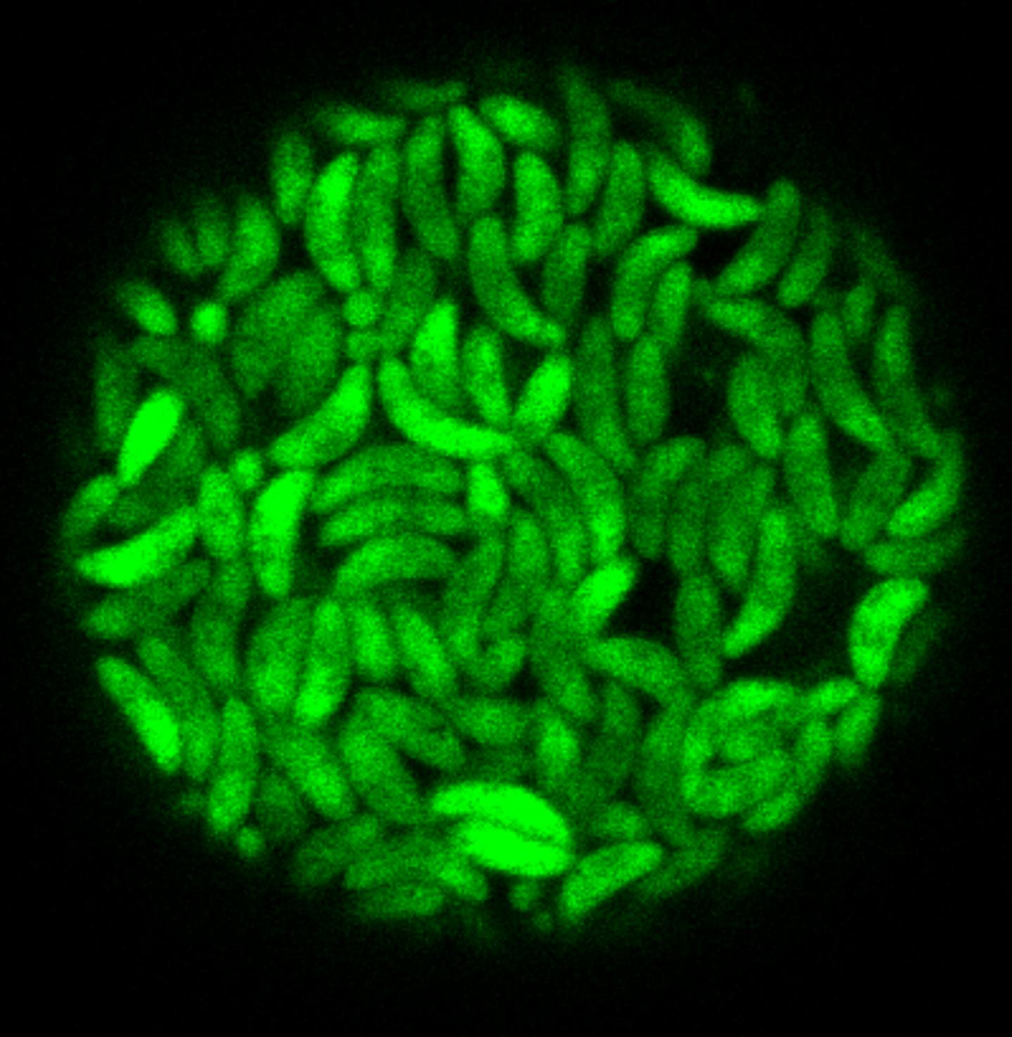 <em>Toxoplasma gondii</em> Bradyzoites