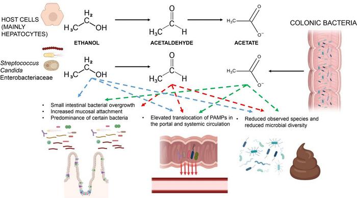 Host and microbial ethanol metabolism and its possible contribution to microbial-related changes during ABD.