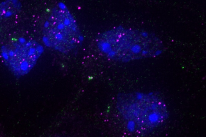 Image of specific RNAs (magenta) at the centrosome (green) in mouse cortex cells. The cell nucleus is labeled in blue.