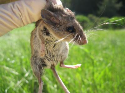 The California Mouse