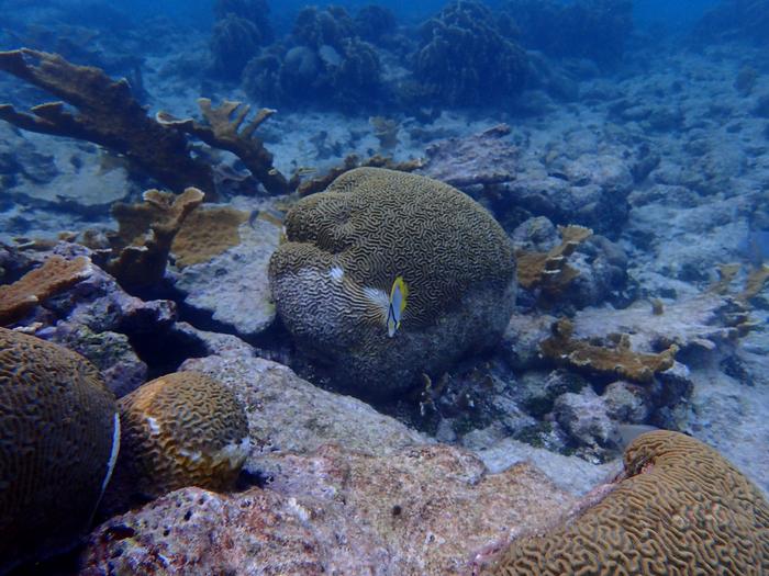 Stony coral tissue loss disease is shifting t | EurekAlert!