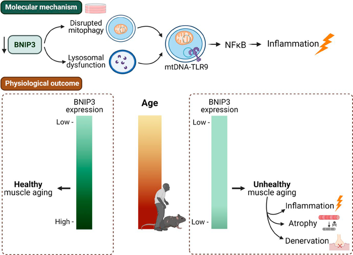 Chronic inflammation is associated with the development of sarcopenia