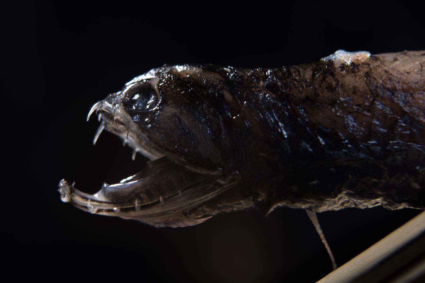 Deep-Sea Dragonfish Transparent Teeth -- 1