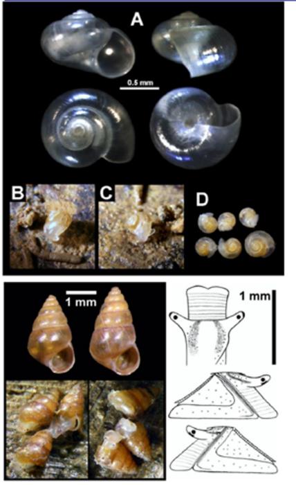 Taxonimic classification of a novel snail species discovered in Japan