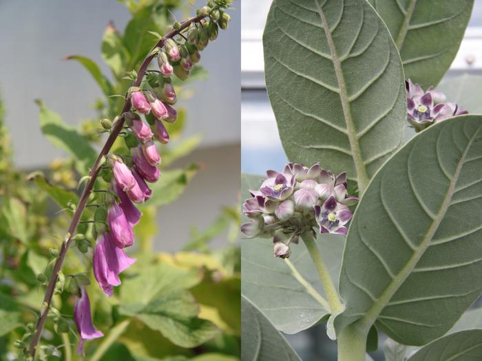 Red foxglove Digitalis purpurea (left), native to Germany, and the rubber tree Calotropis procera (right), native to northern part of Africa, were chosen for the study.