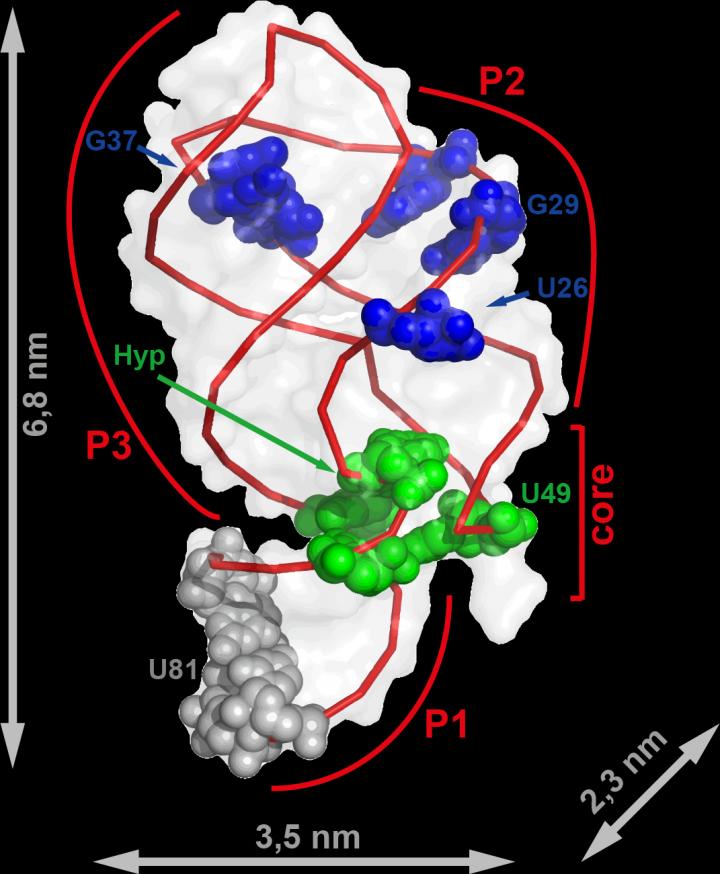 RNA Aptamer