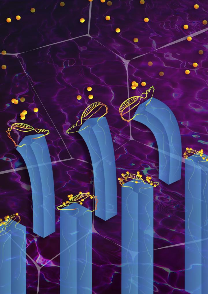 Illustration of the Microfluidic System