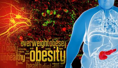 Clues to Curbing Obesity Found in Neuronal 'Sweet Spot'