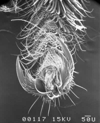 Honeybee Claw (1 of 2)