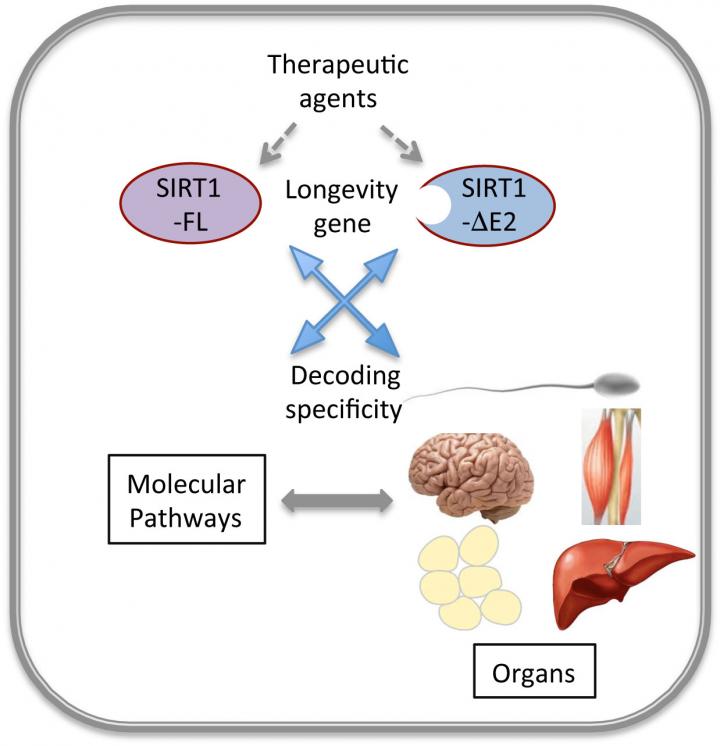 Specificity of Longevity Gene