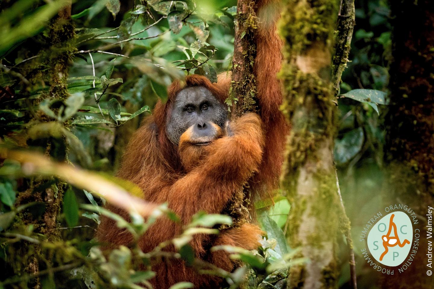 Endangered Great Ape