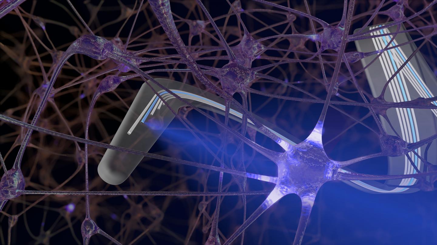 Parylene Photonic Waveguide Surrounded by Neurons