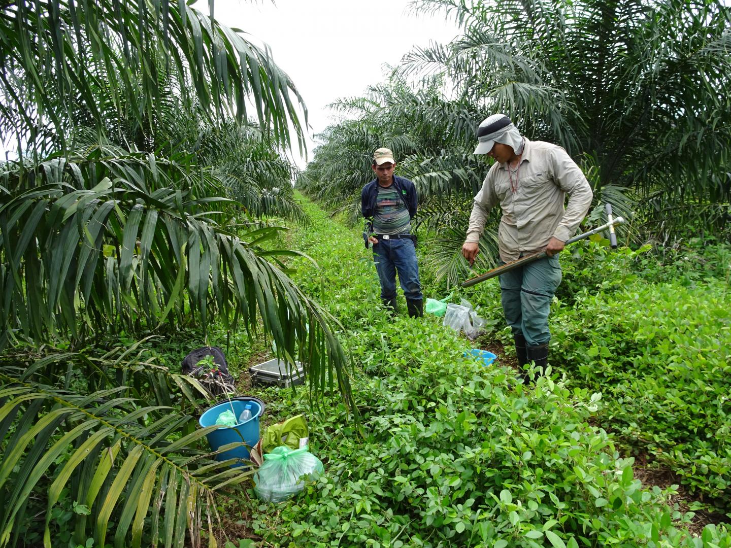 palm oil tree plantation