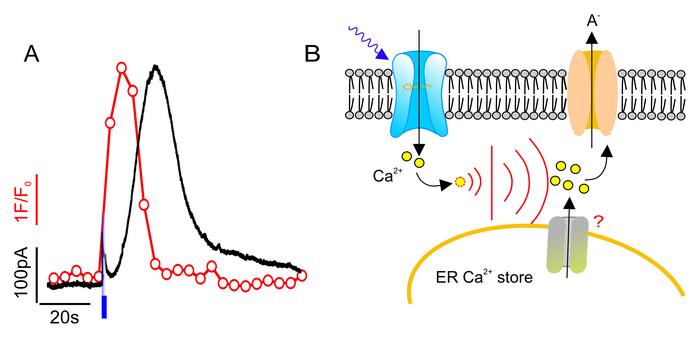 Calcium Signalling in Plants' [IMAGE] | EurekAlert! Science News Releases