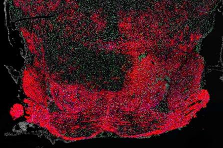 Transplanted Human Cells Produce Myelin in Myelin-Deficient Mouse