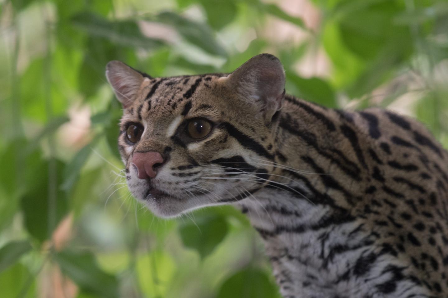 Ocelot