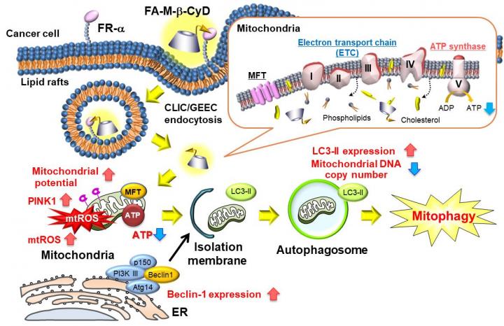 Mitophagy by FA-M-β-CyD