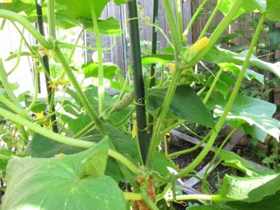 How Cucumber Tendrils Hoist Their Payload Sunward (6 of 11)