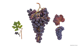 Vines (from the left, grapes of wild vine, table grapes, and grapes for wine production) have accompanied civilizations for thousands of years. A genome project has now determined the origin and evolution of vine. (Photo: Karlheinz Knoch, KIT)