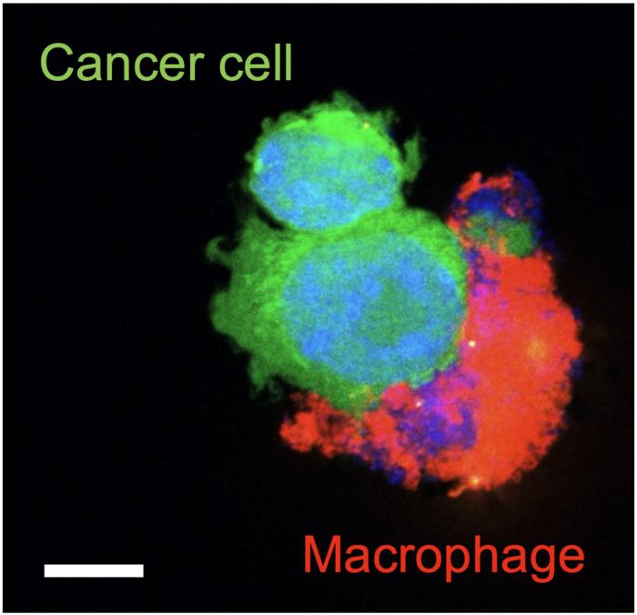 Nano-Immunotherapy helps the immune system attack and destroy cancer cells