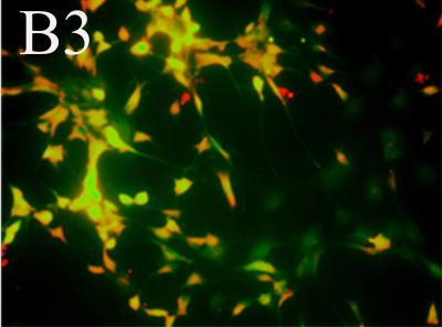 Immunofuorescence Staining MAP2-Positive Cells