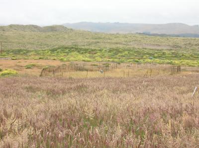 Invasive Velvetgrass