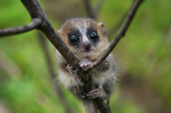 Mouse Lemur