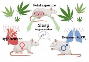 In rats, intrauterine exposure to cannabinoid affected cardiorespiratory function and sleep quality in adulthood