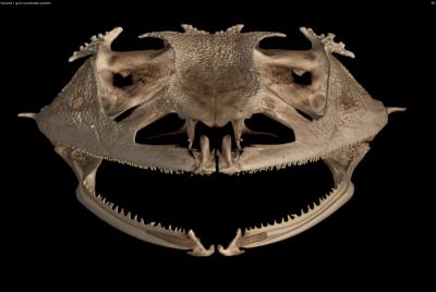 CT Scans Reveal Frogs' Odd Dental History