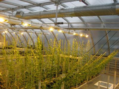 Wind in the Willows Boosts Biofuel Production