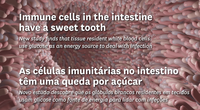 As células imunitárias no intestino têm uma queda por açúcar