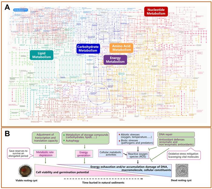 (A) Metabolic circuit map constructed from the metatranscriptome of dinoflagellate resting cyst persistence in marine sediments. (B) Schematic summary of transcriptionally active pathways revealed by metatranscriptomic analyses in this study.