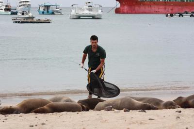 Galapagos Sea Lion (2 of 2)