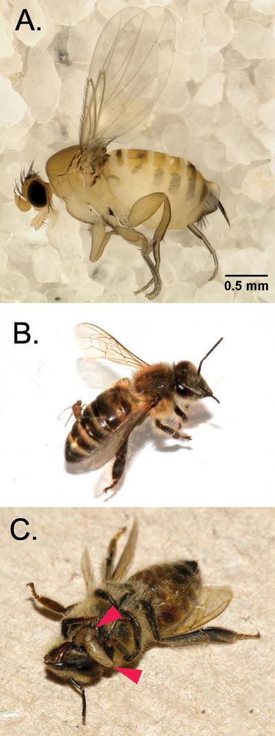 Images of <i>Apocephalus borealis</i> and Honey Bees