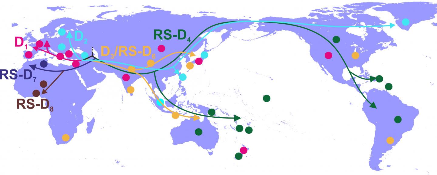 Global HBV-D Spread