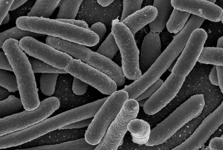 Gut Microbes