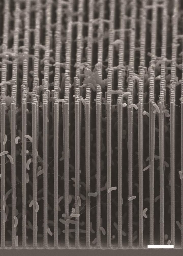 SEM of Nanowire/Bacteria Hybrid Array