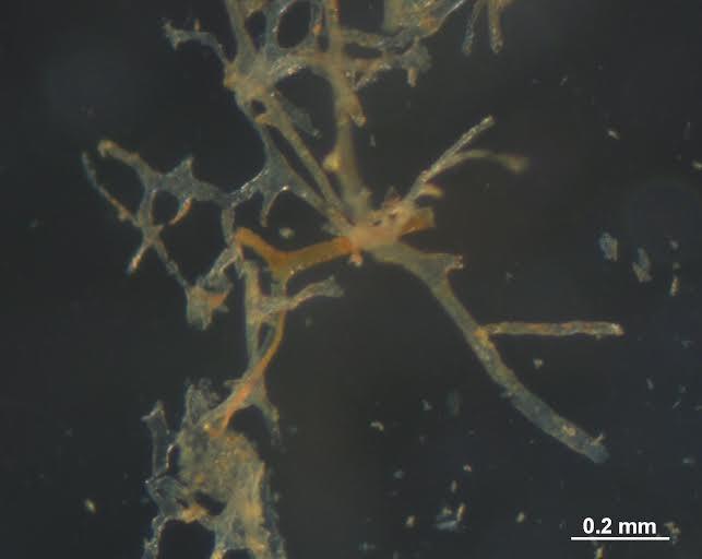 <I>T. rex</I> Vessels (1 of 2)