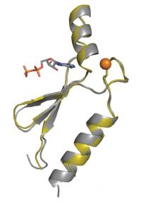 Lab Evolved Proteins