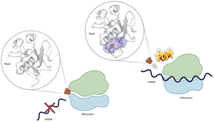 Covid-19: the Spike protein is no longer the only target