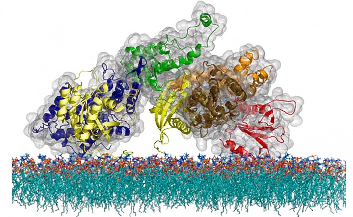 The Atomic Structure of the SOS pProtein