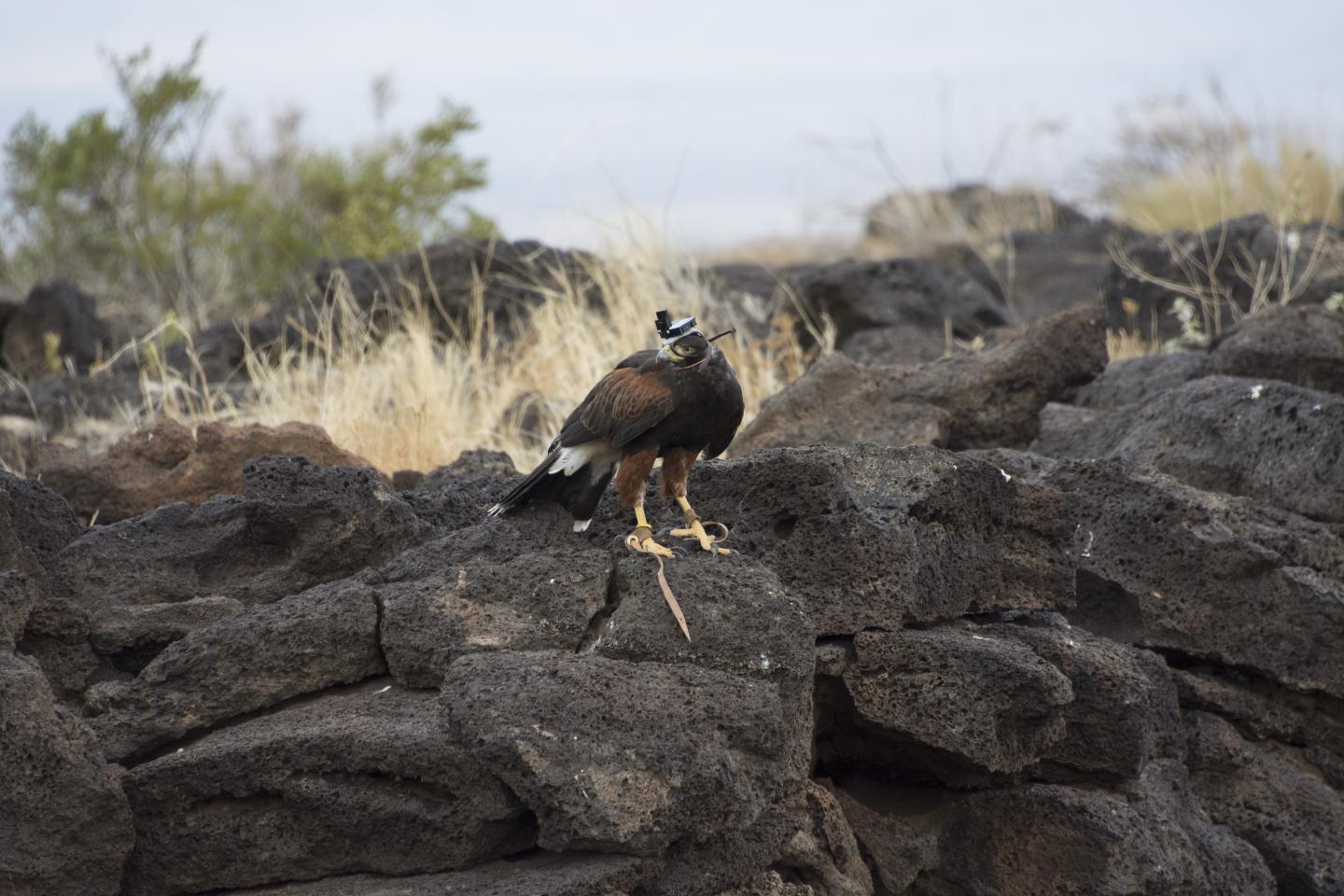 View of the Recording Unit on Top of the Hawk